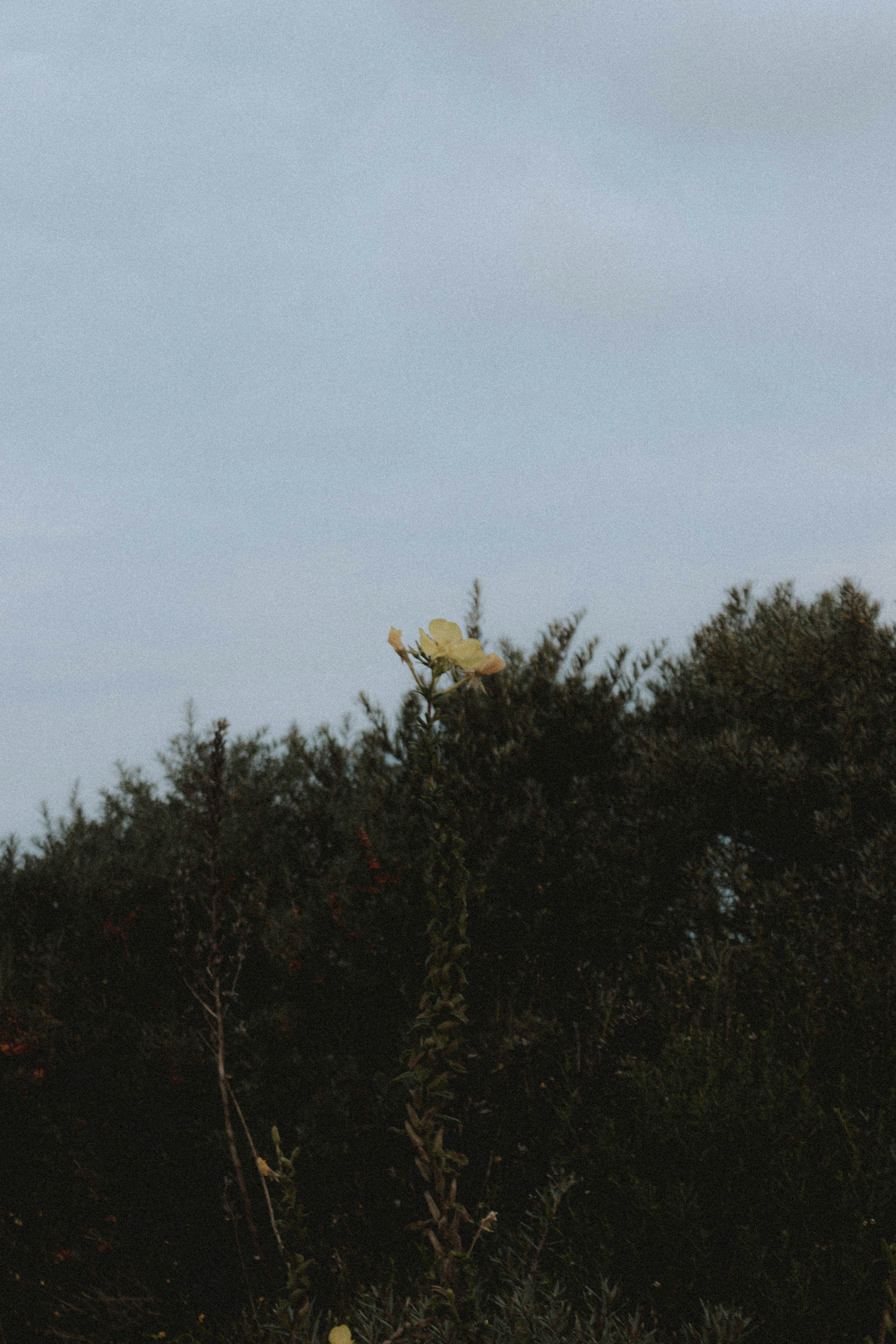 green trees under white sky during daytime